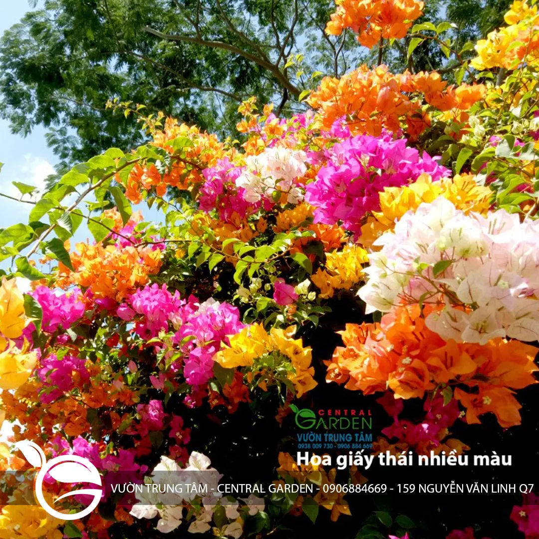 Hoa Giấy Thái Lớn