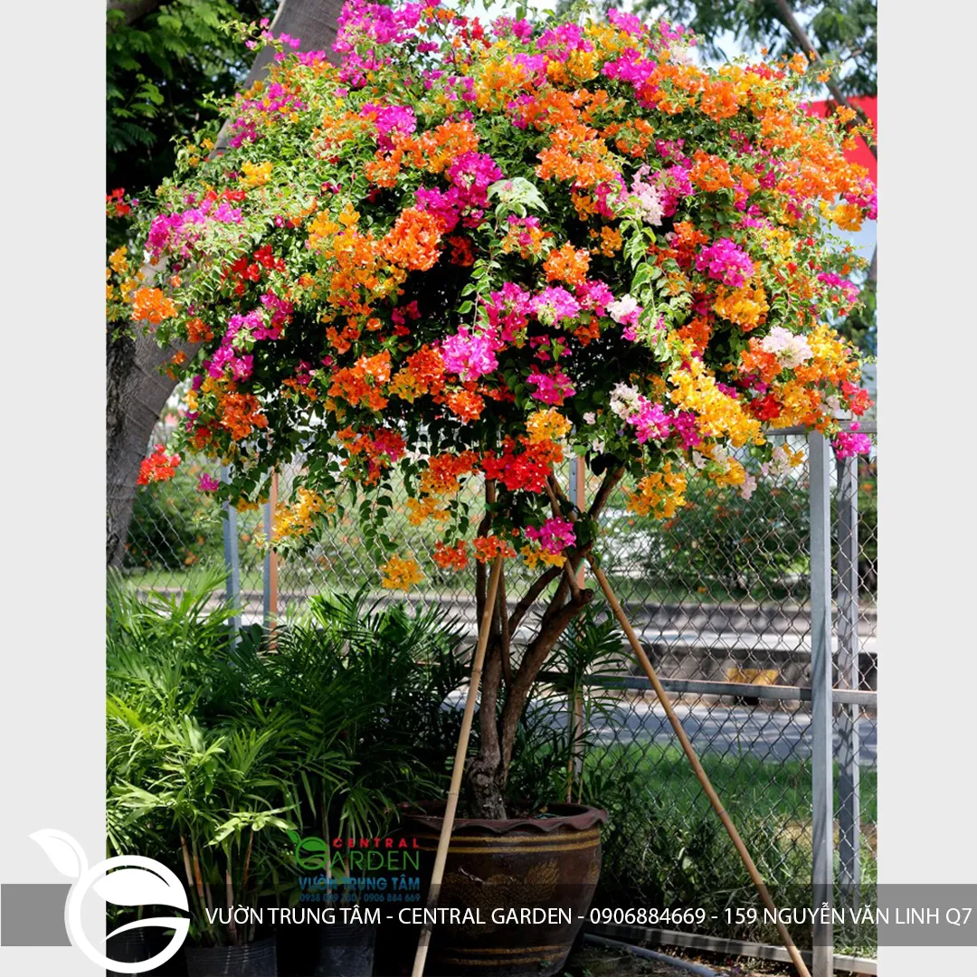 Hoa Giấy Thái Lớn