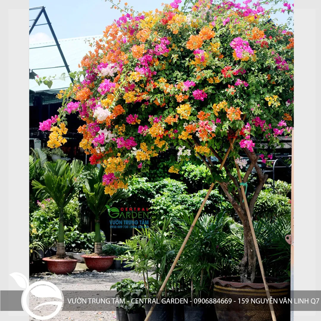 Hoa Giấy Thái Lớn