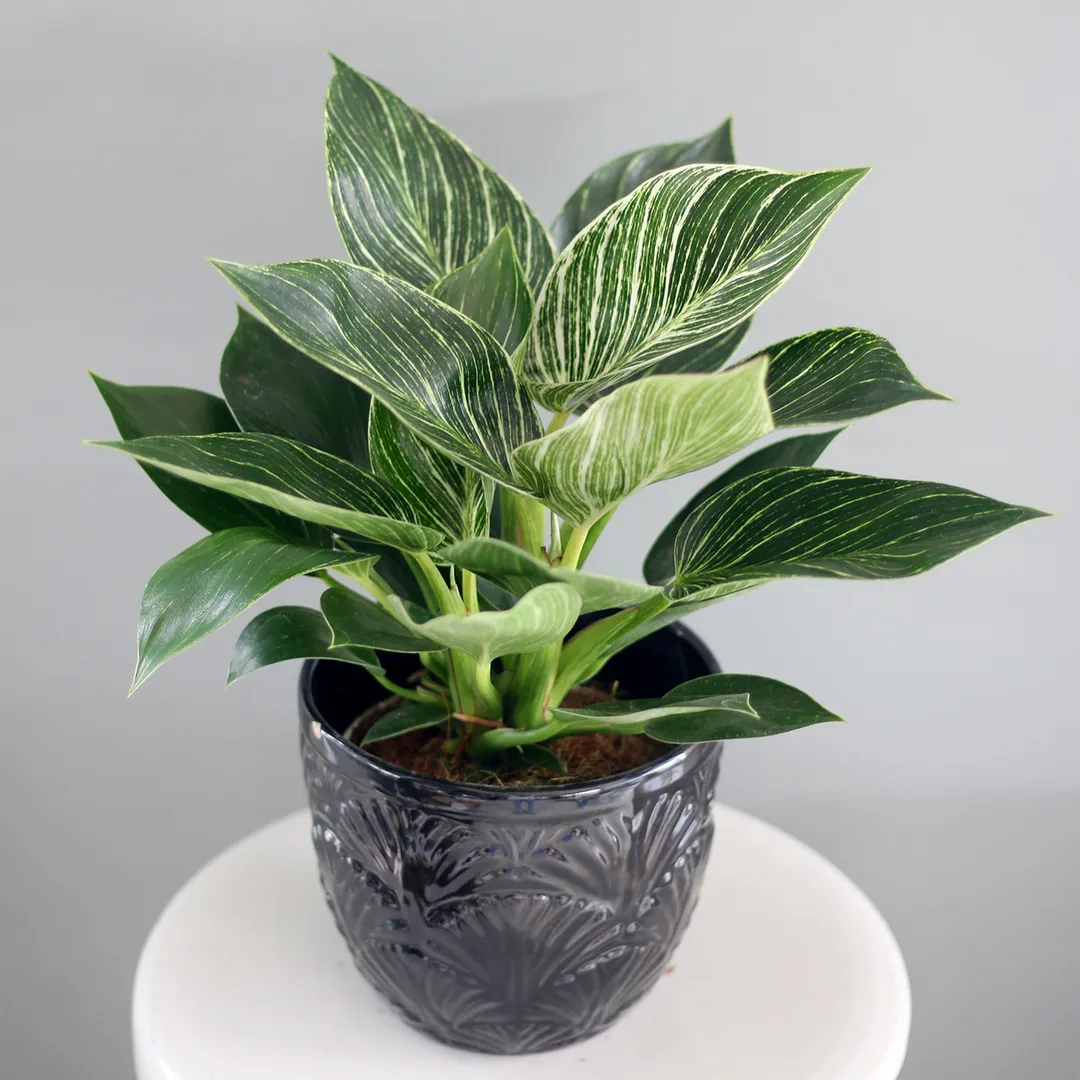 XỊT BÓNG CÂY FLORALIFE