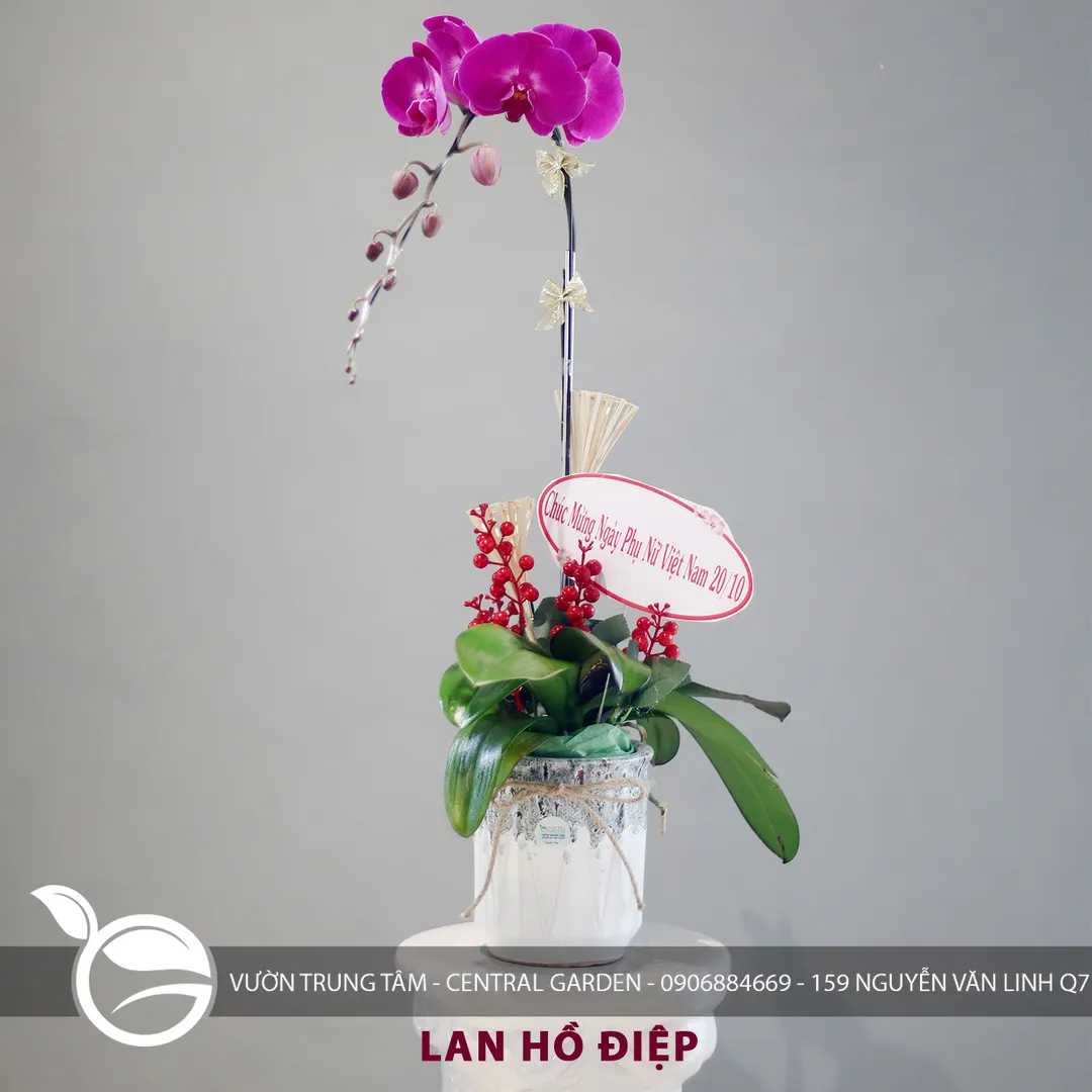 LAN HỒ ĐIỆP 1 CÀNH