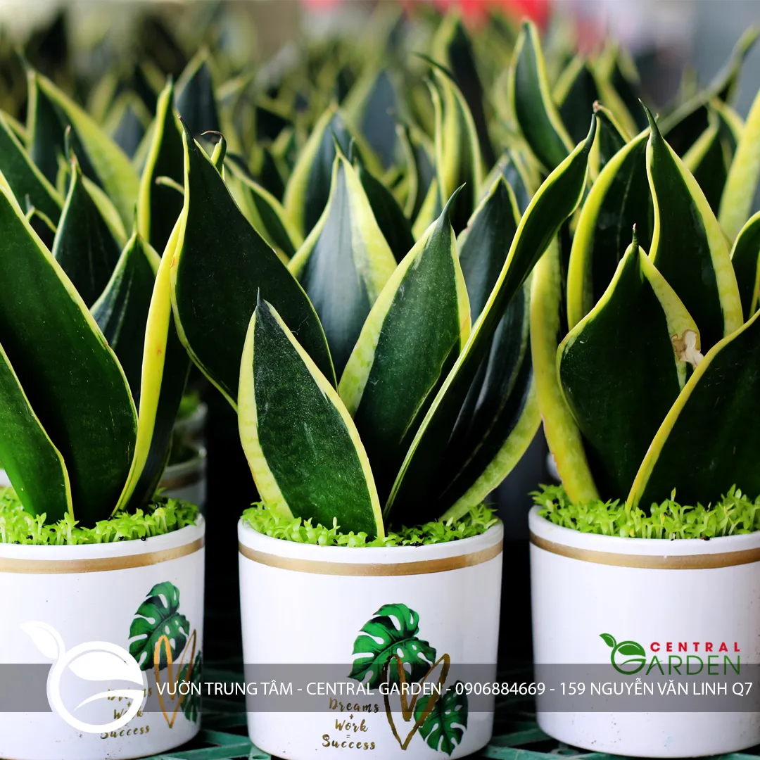Lưỡi Hổ Để Bàn