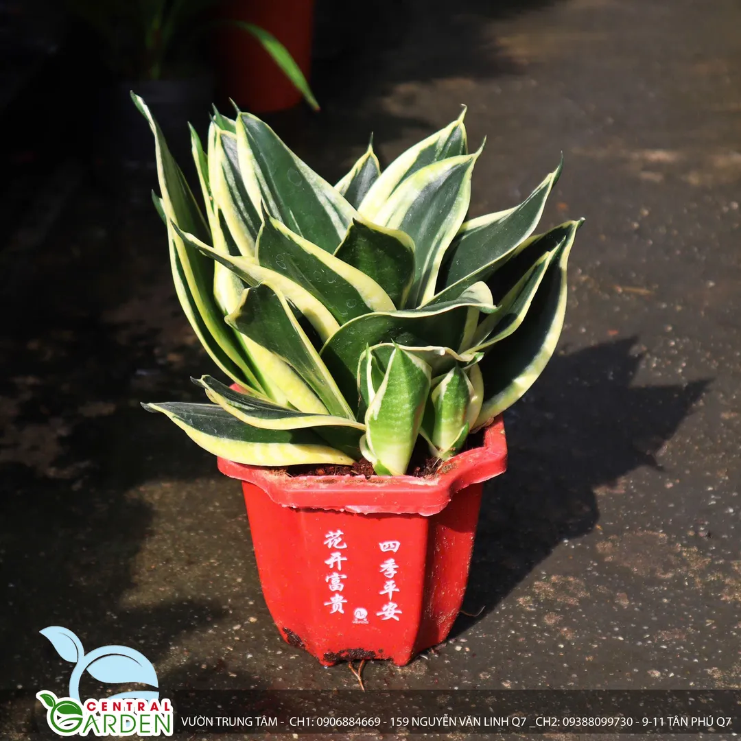 Lưỡi hổ Thái 85