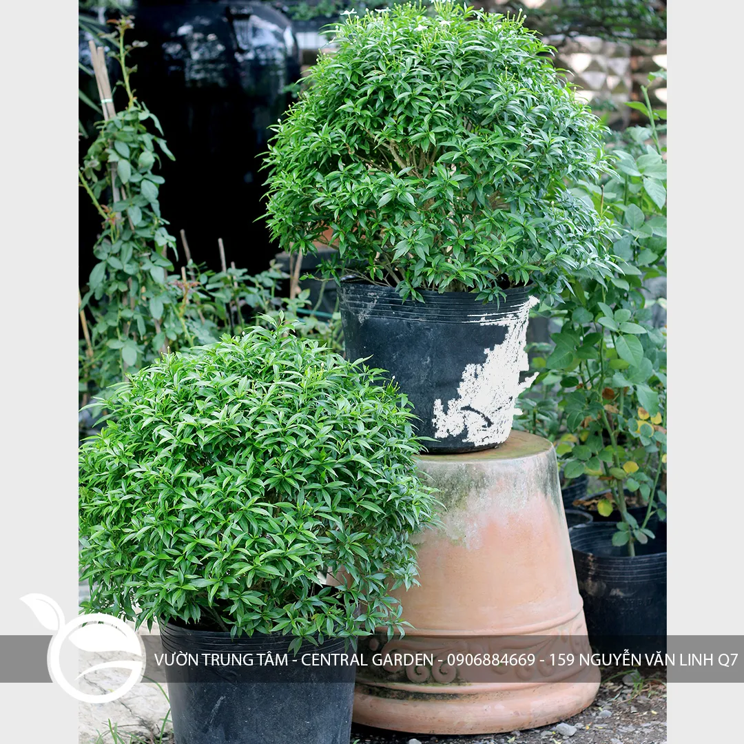 Mai Vạn Phúc (Tabernaemontana divaricata)