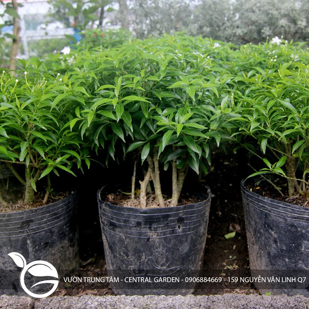 Mai Vạn Phúc (Tabernaemontana divaricata)