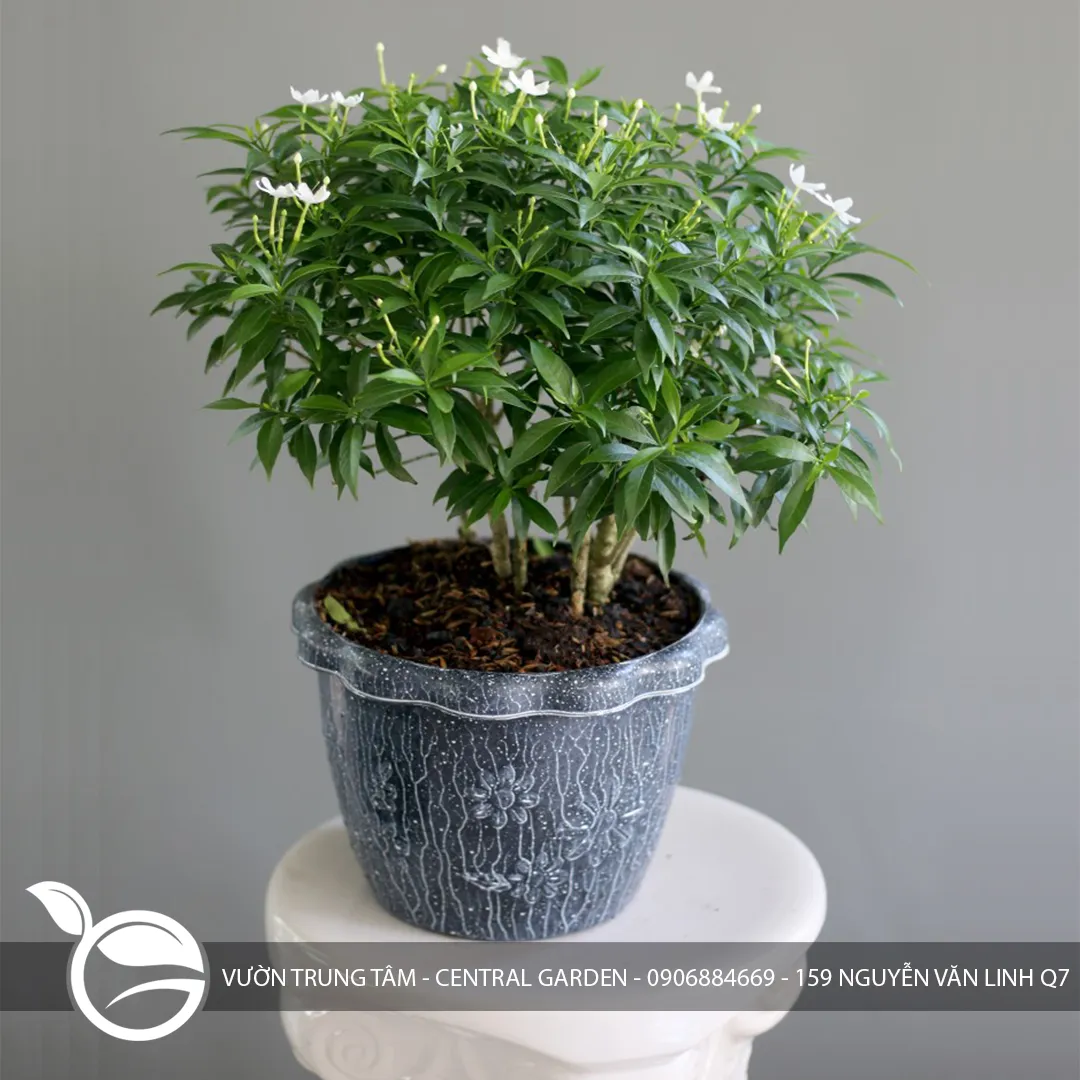 Mai Vạn Phúc (Tabernaemontana divaricata)