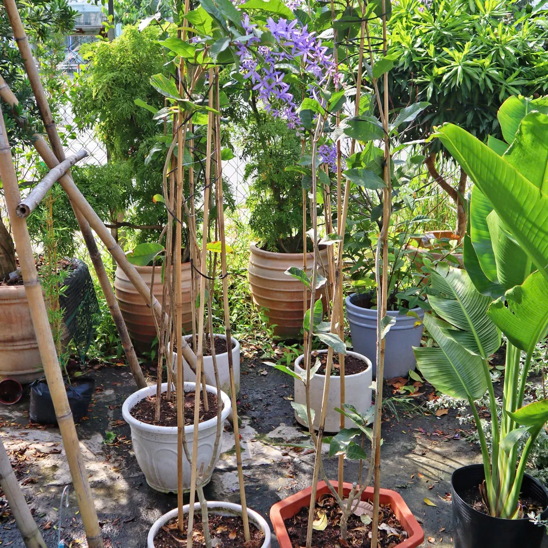 Mai xanh - Petrea volubilis