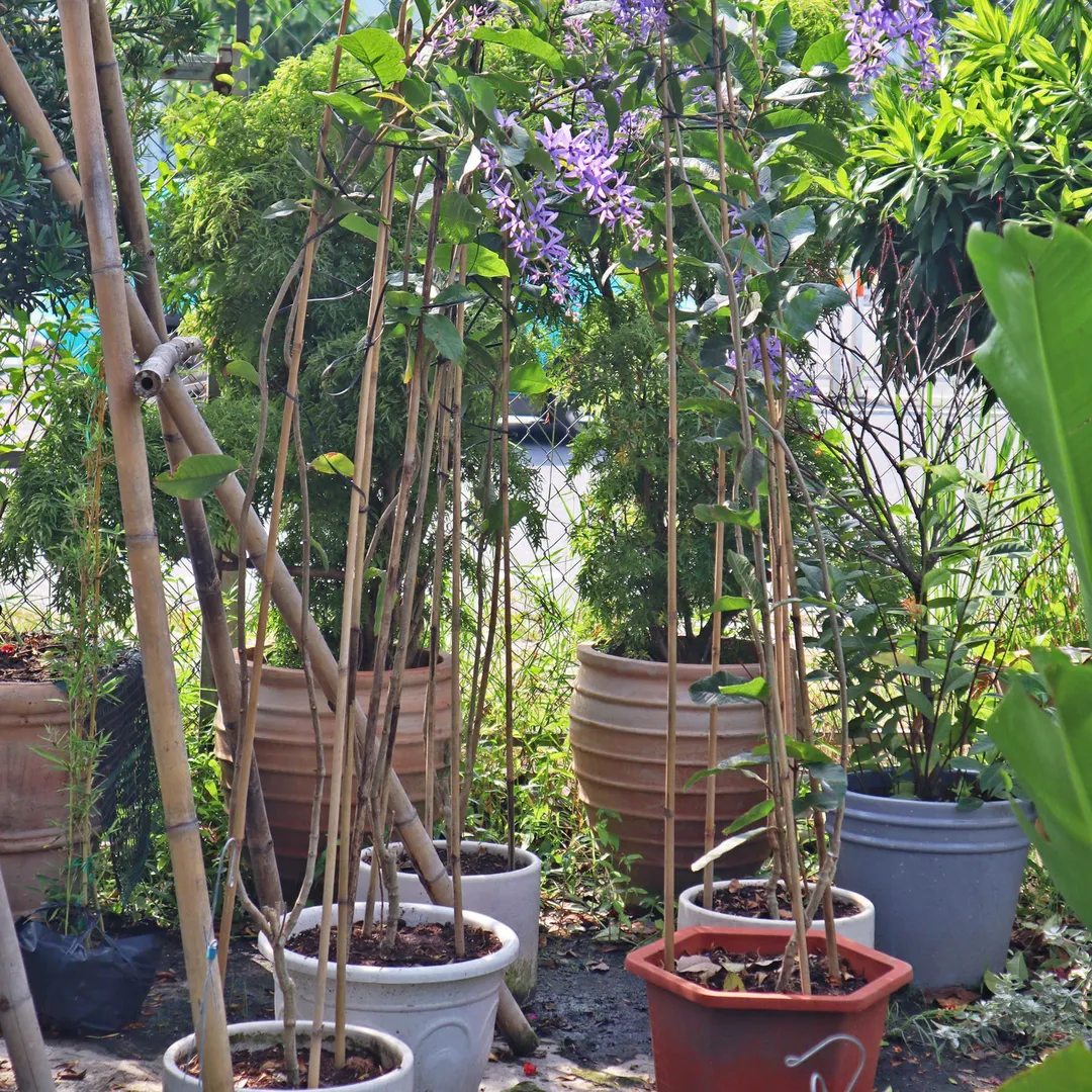 Mai xanh - Petrea volubilis