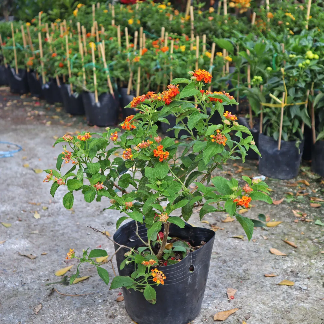 Hoa Ngũ Sắc (Bông Ổ Quạ, Trâm Ổi)- Lantana camara