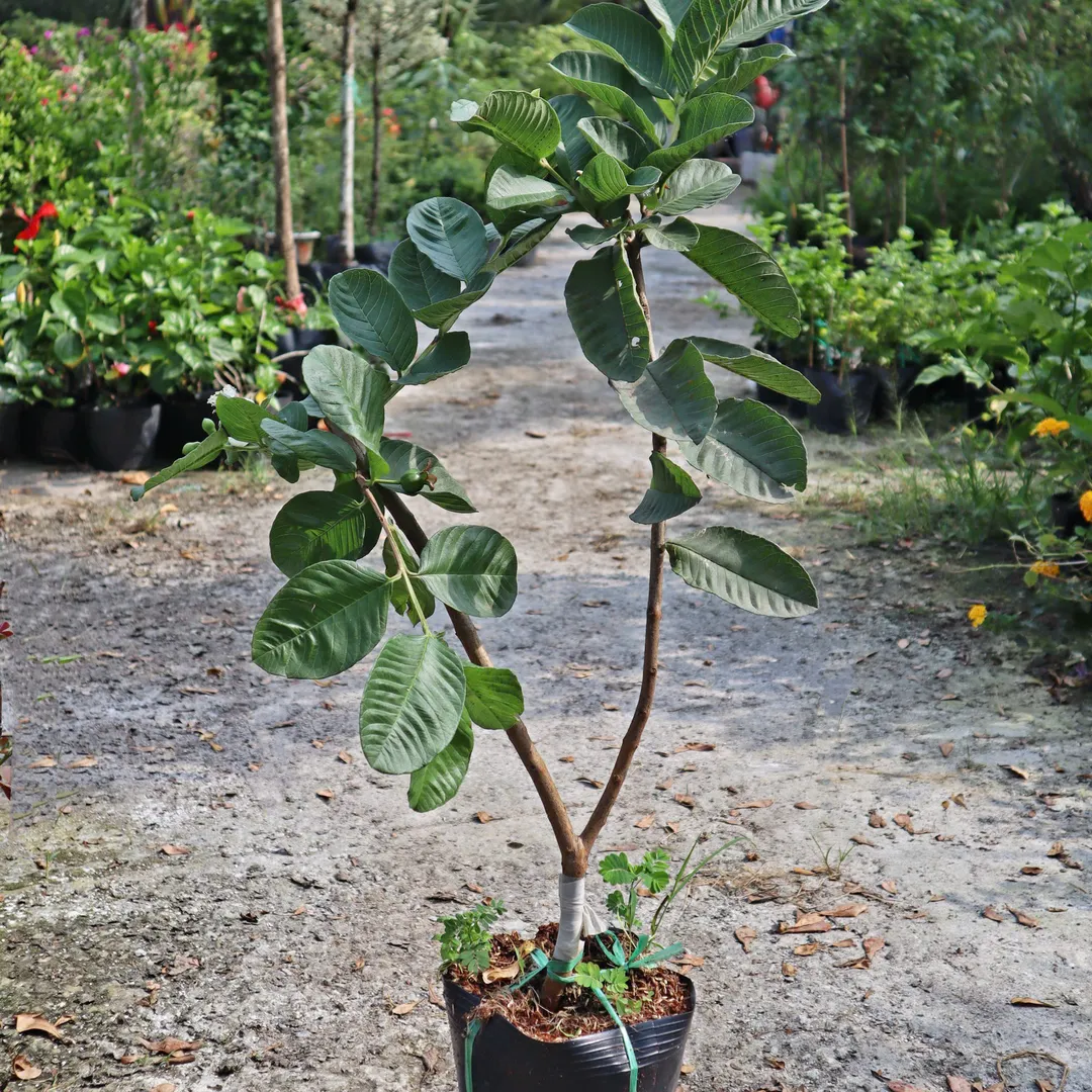 Ổi Nữ Hoàng (Psidium guajava)