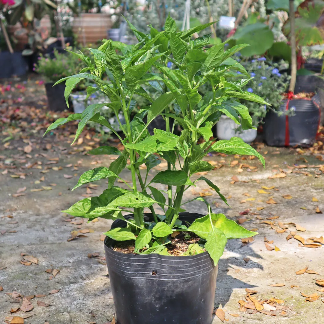 Cây Ớt (Capsicum spp.)