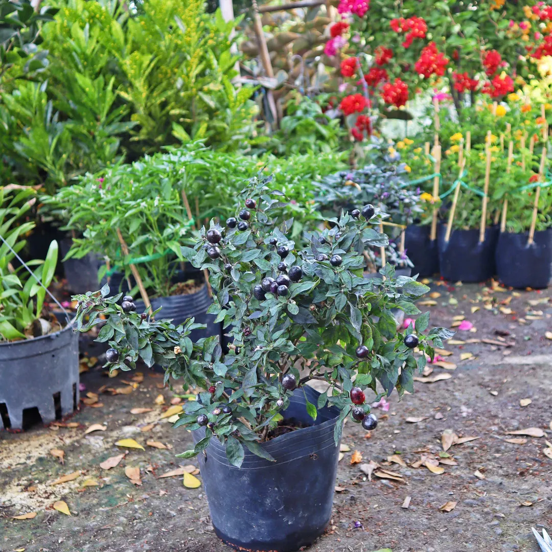 Cây Ớt (Capsicum spp.)