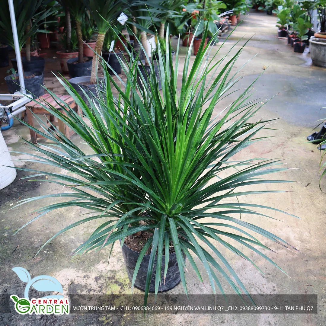 Phát Tài Núi 3 gốc
