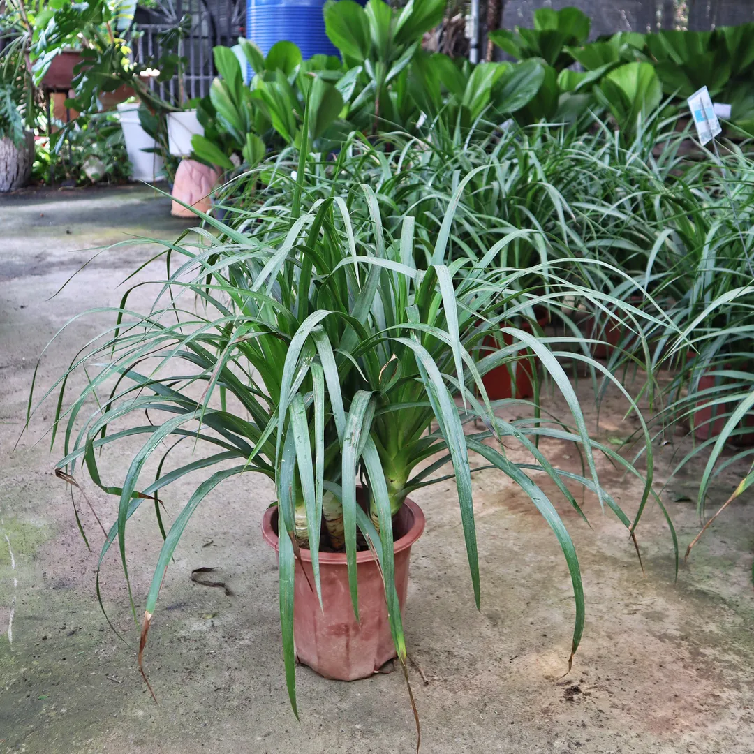 Phát Tài Núi 3 gốc