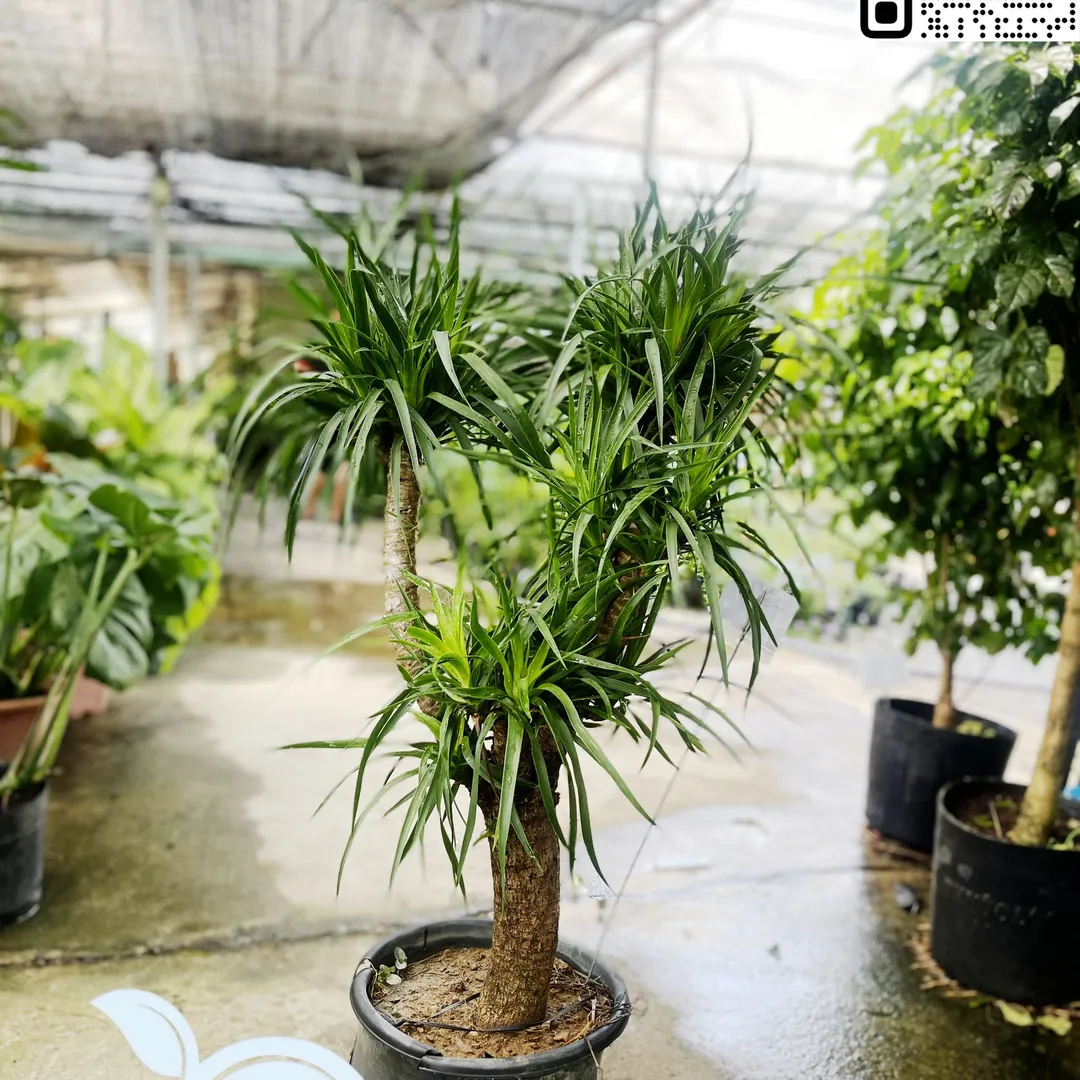 Phát Tài Núi Nhiều Nhánh