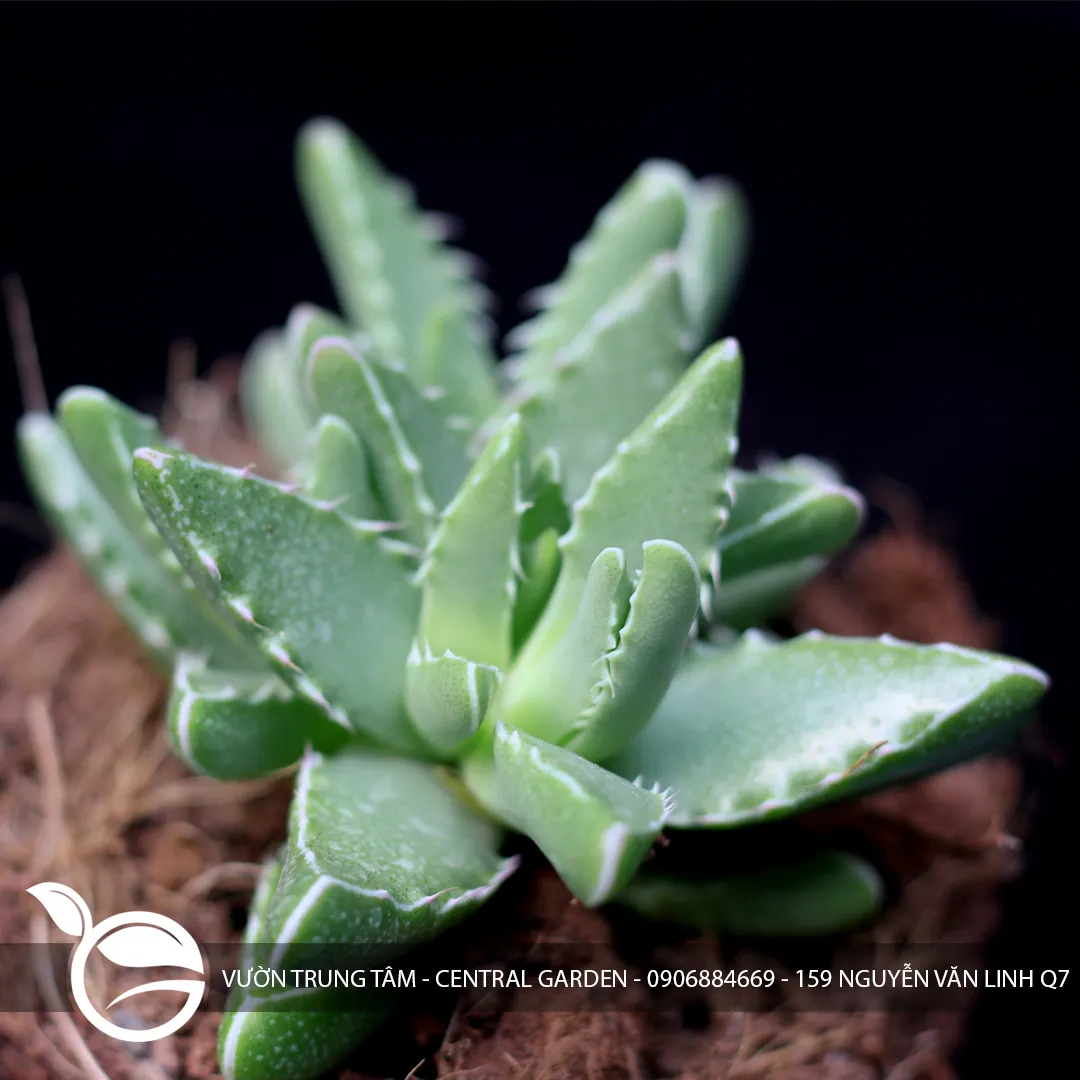 Sen Đá Hàm Cá Mập