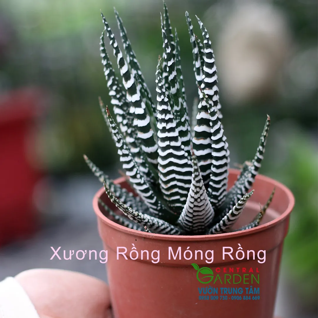 Sen Đá Móng Rồng