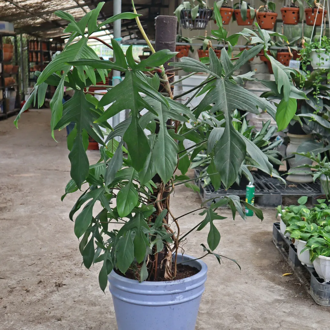 Set én xanh 615 (Philodendron Florida Green)