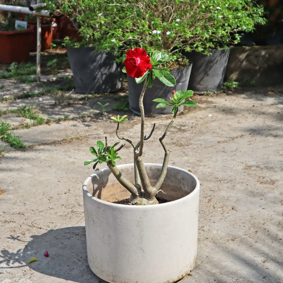 Set Sứ ghép 350