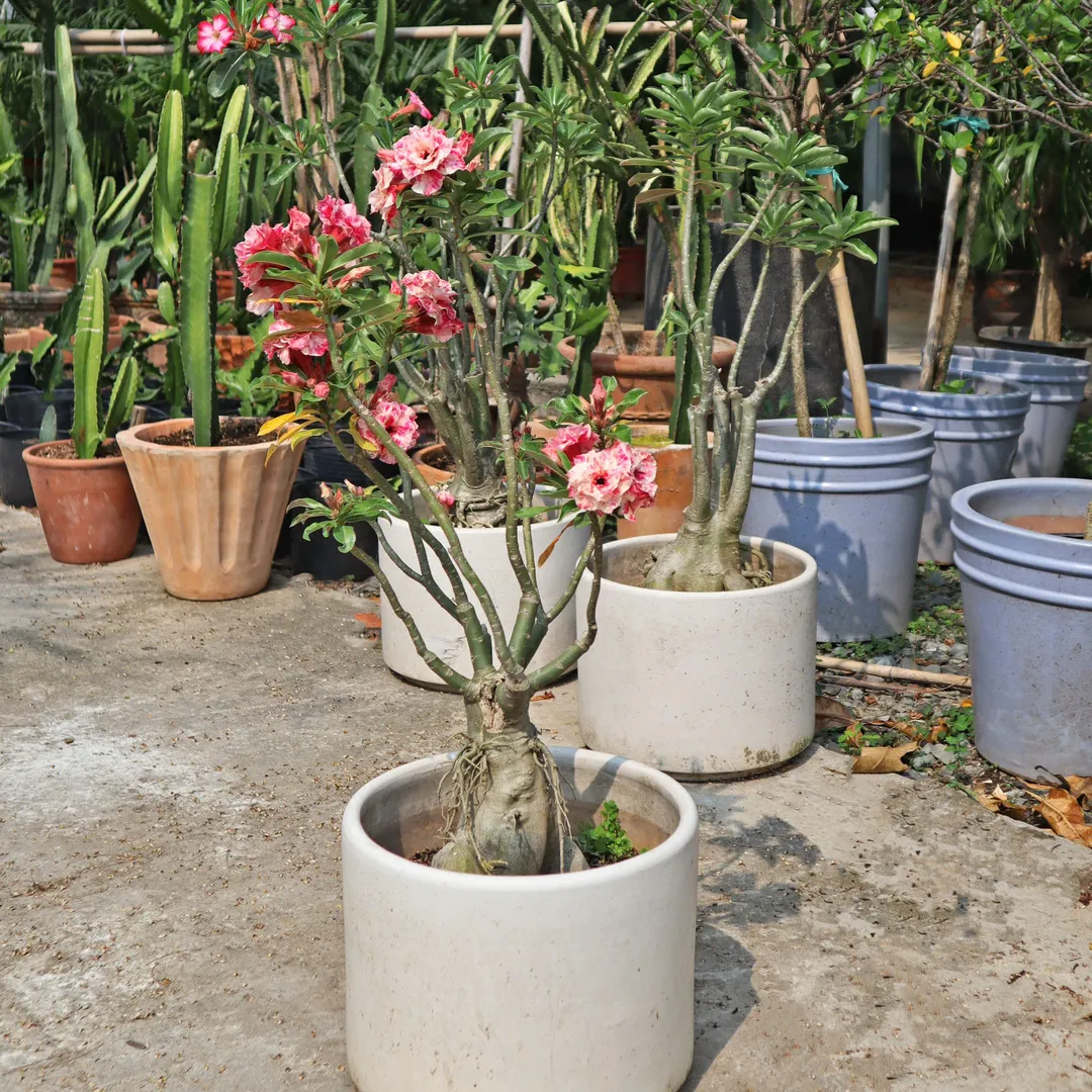 Set Sứ ghép 350