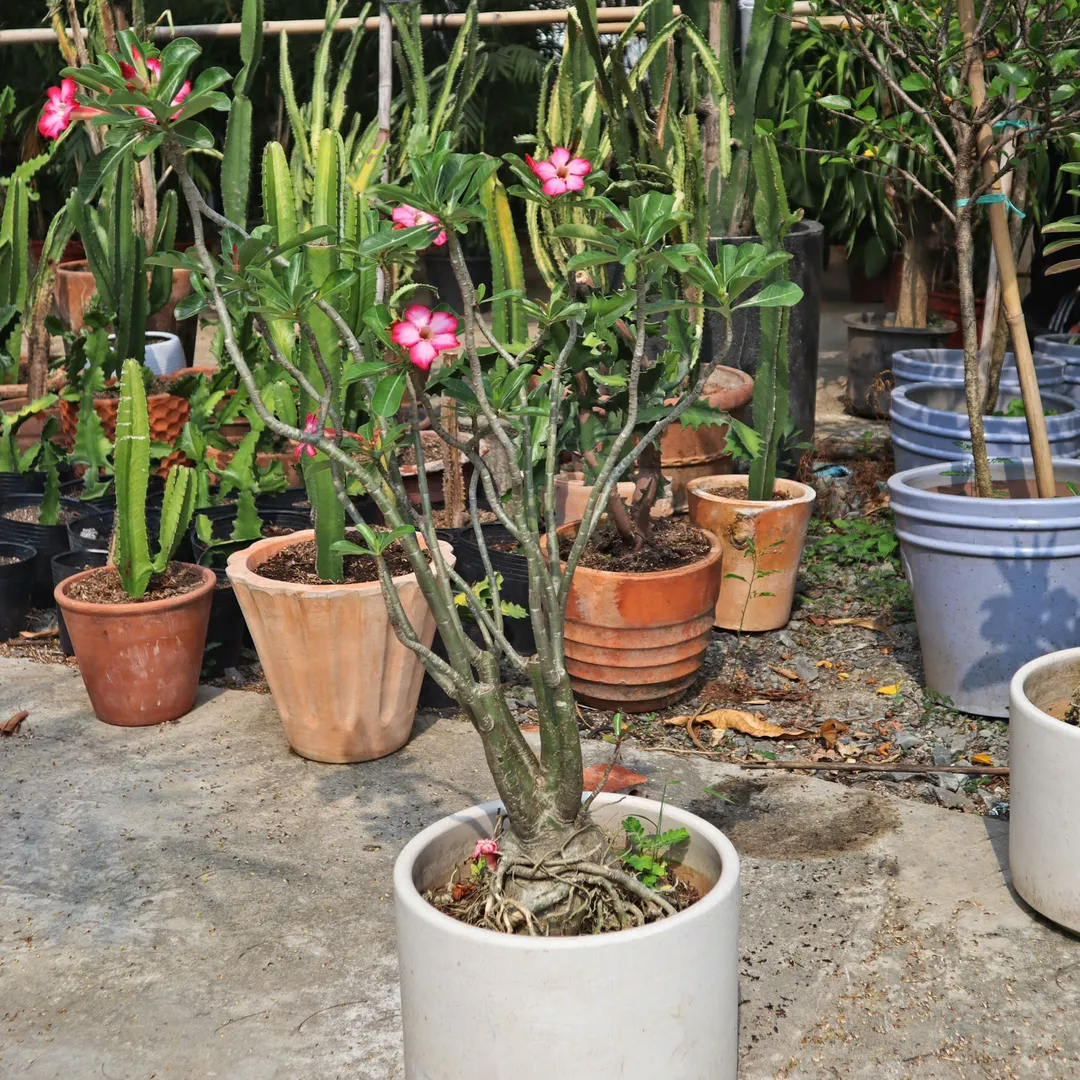 Set Sứ ghép 350