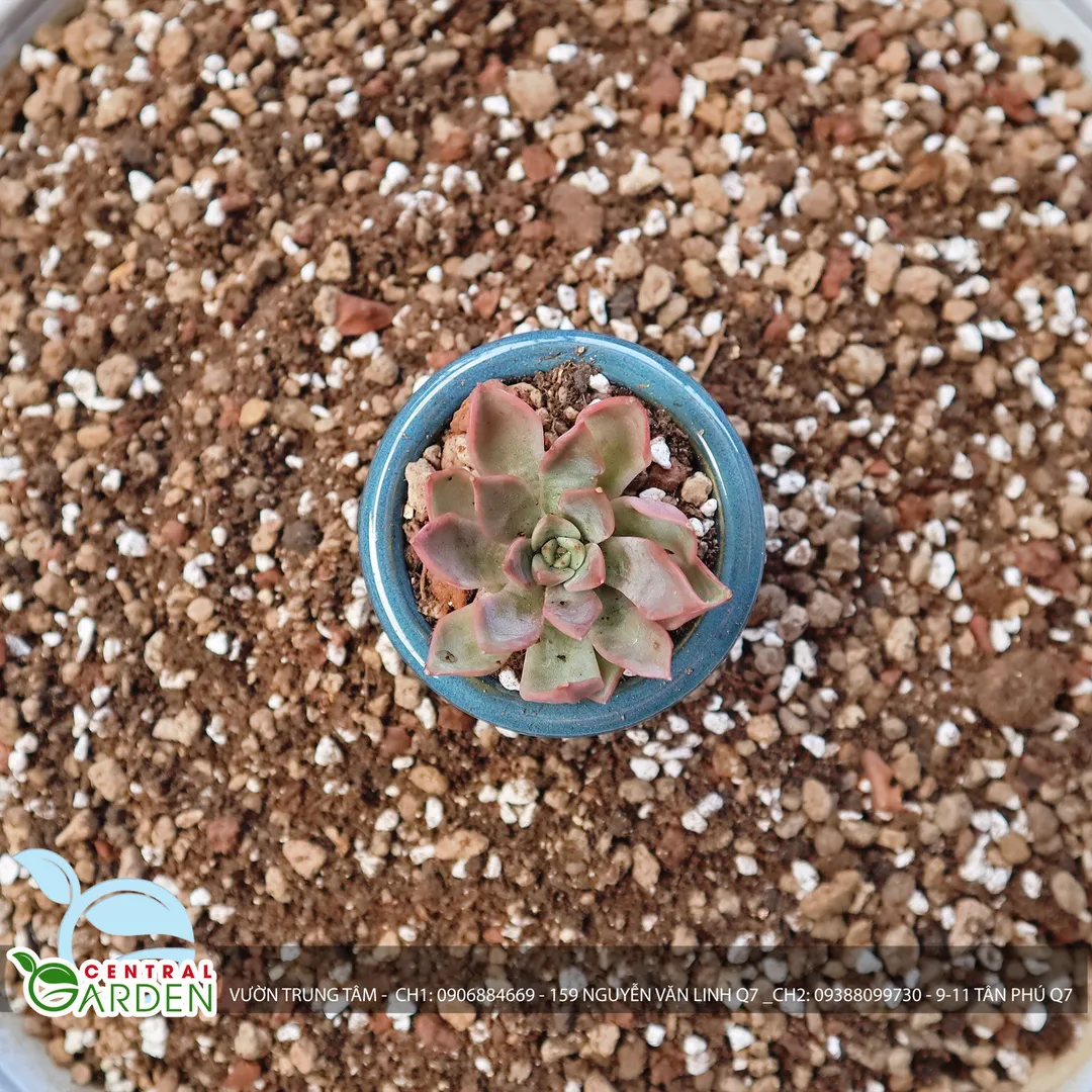 Giá thể trồng sen đá Soil Mix