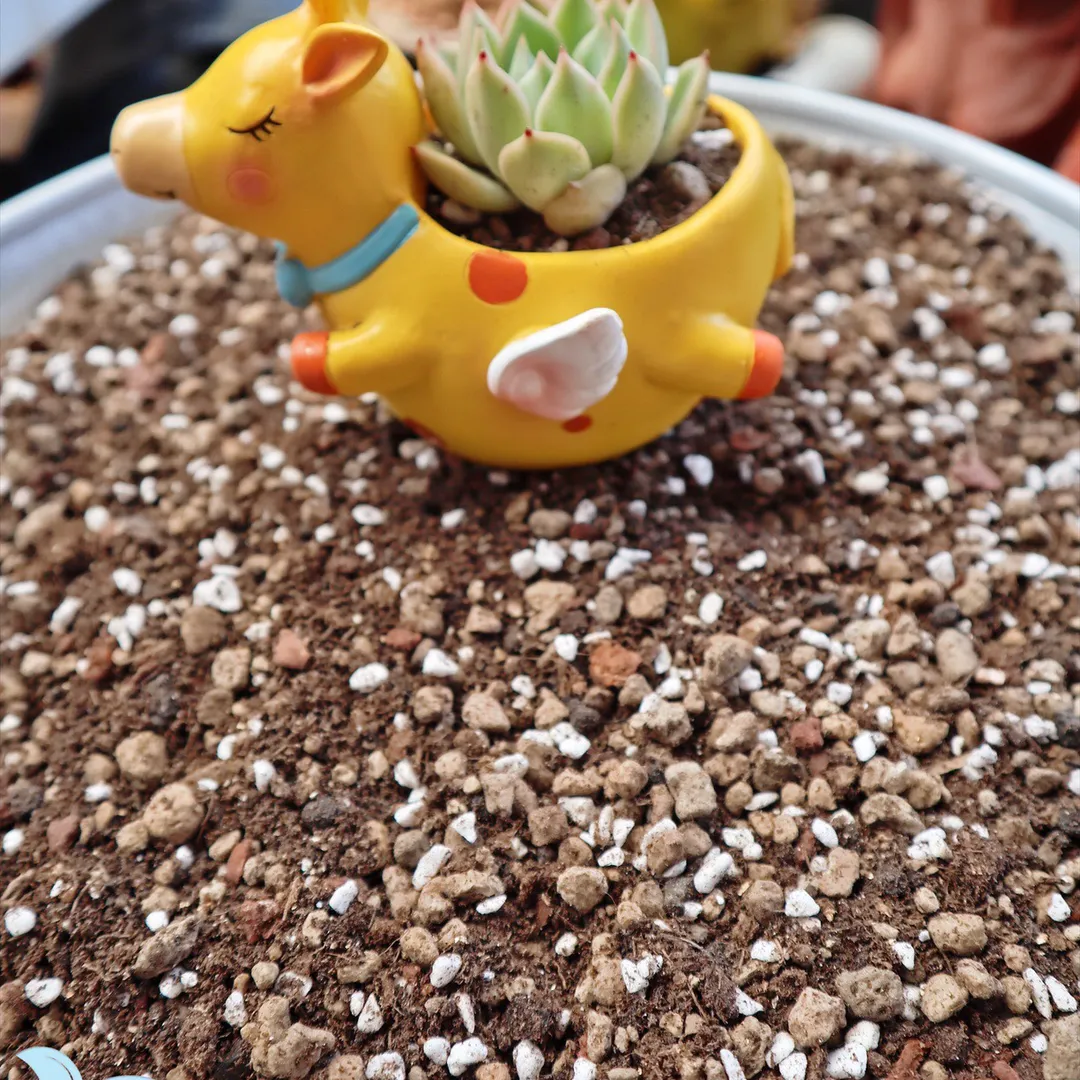 Giá thể trồng sen đá Soil Mix