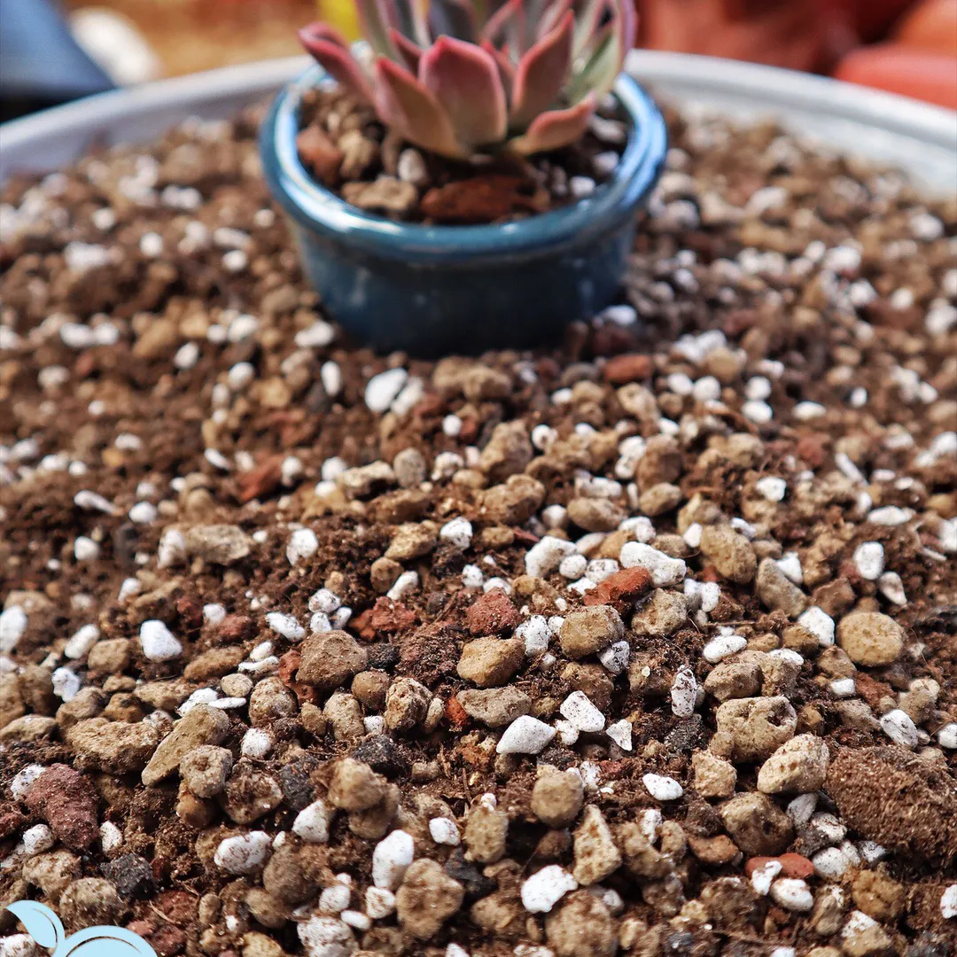 Giá thể trồng sen đá Soil Mix