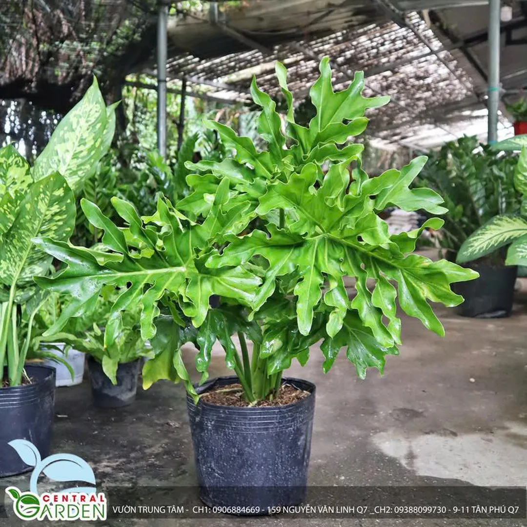 Trầu Bà Thanh Xuân