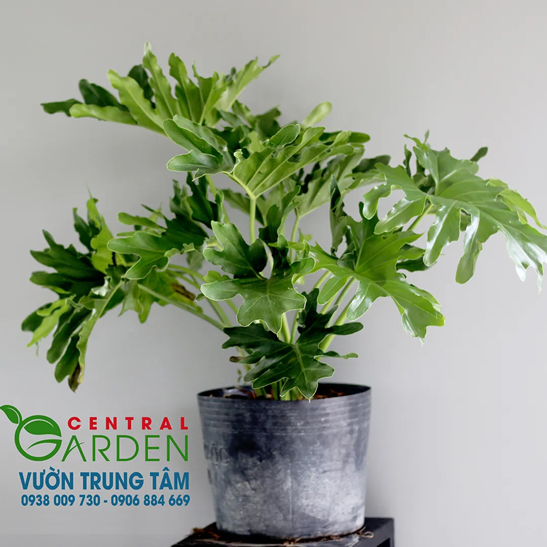 Trầu Bà Chân Vịt