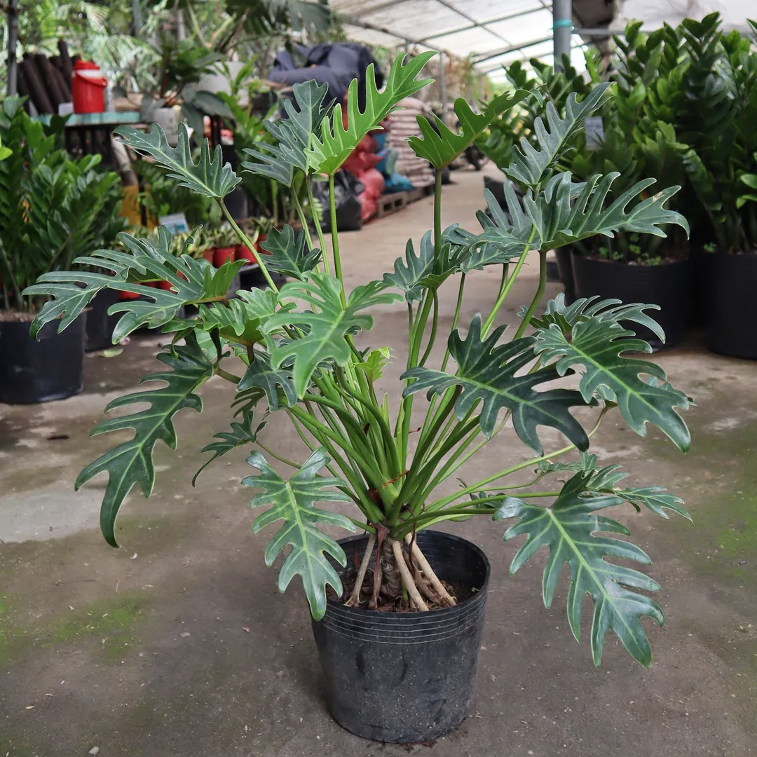 TRẦU BÀ CHÂN VỊT SIZE LỚN