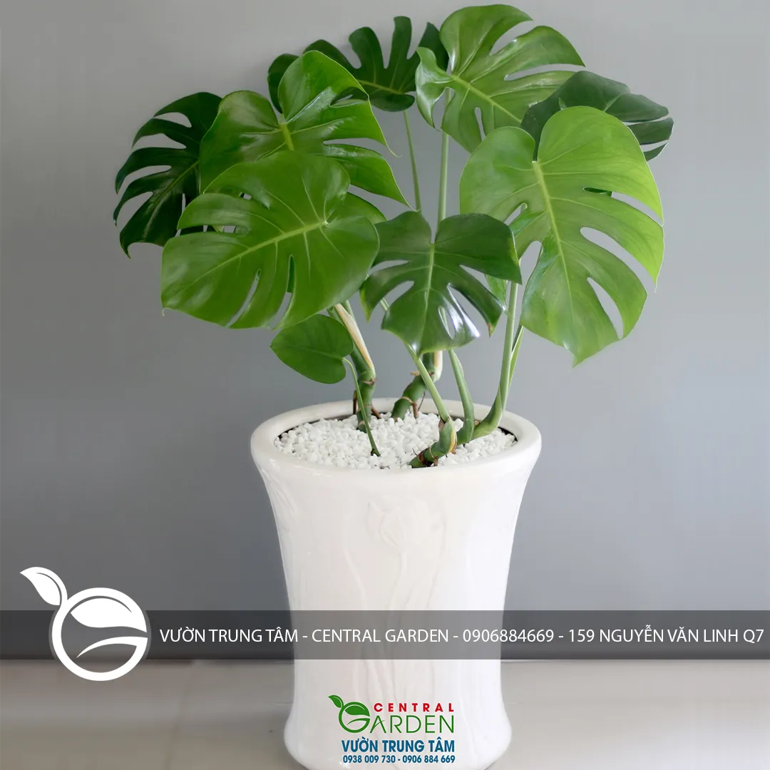 Trầu Bà Lá Xẻ