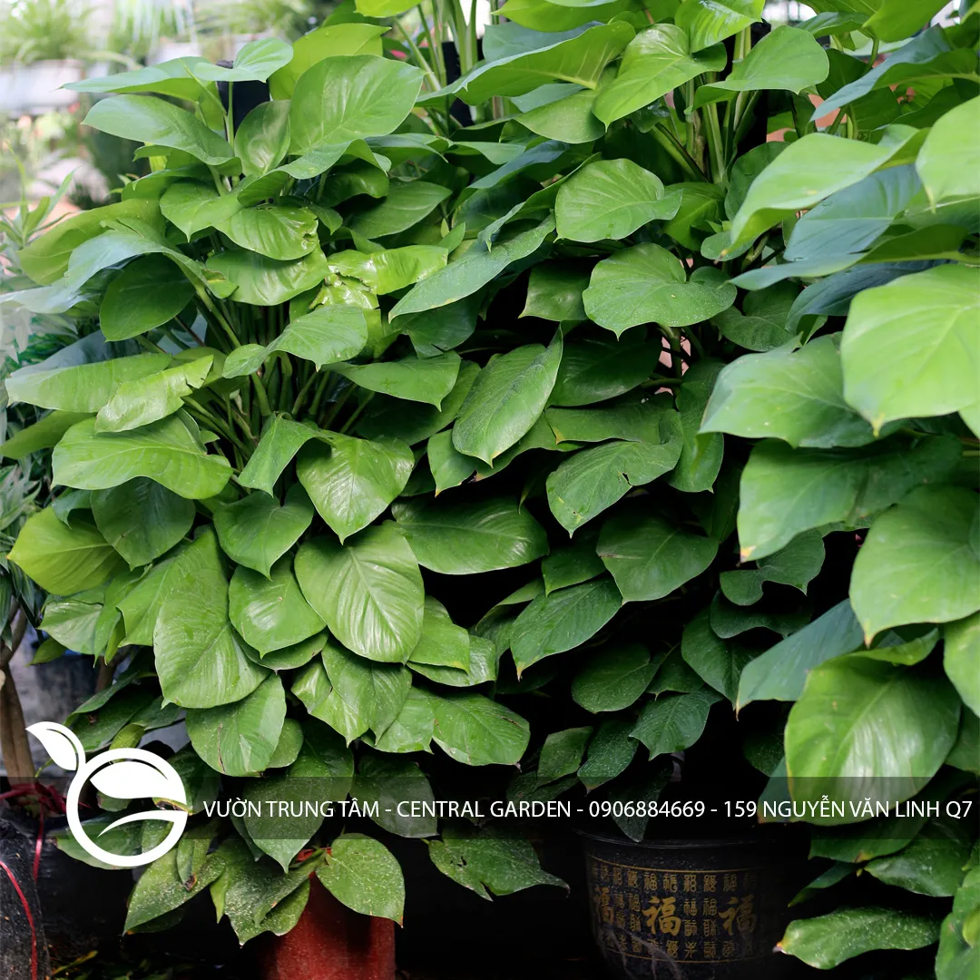 Trầu Bà Leo Cột