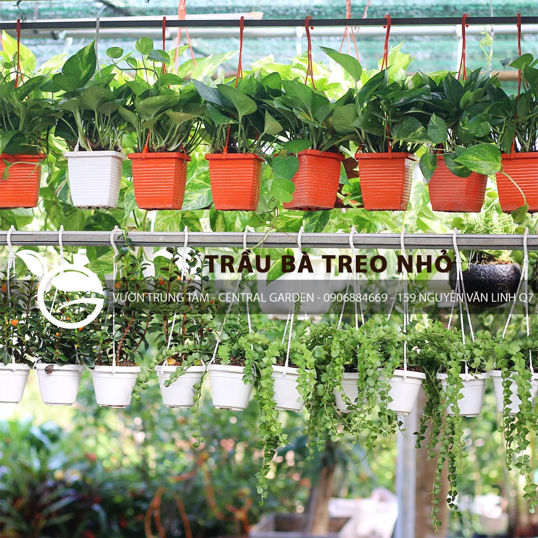 TRẦU BÀ TREO NHỎ