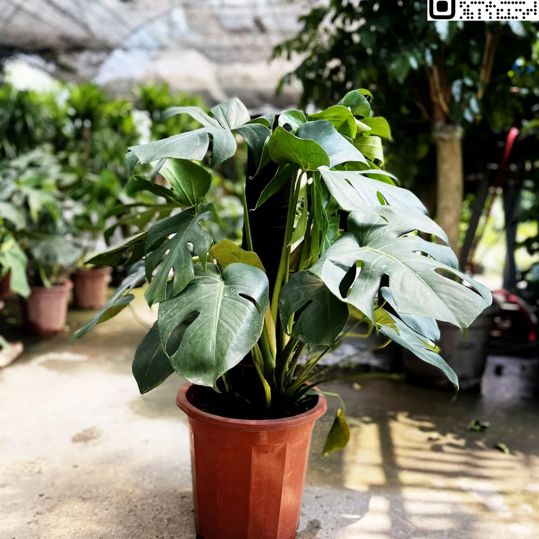Trầu Bà Lá Xẻ Leo Cột