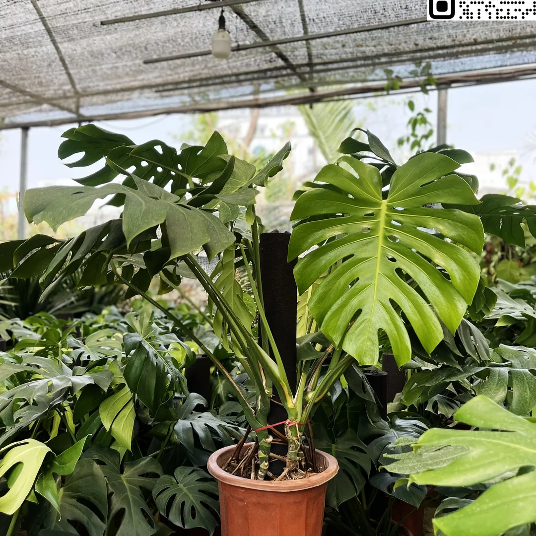 Trầu Bà Lá Xẻ Leo Cột