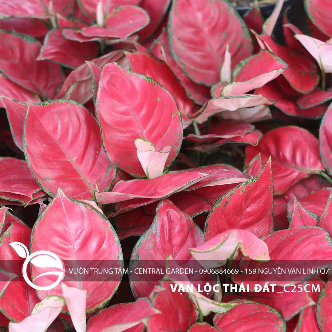 VẠN LỘC THÁI 2 THÂN