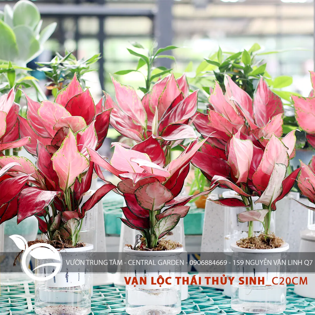VẠN LỘC  THÁI THỦY SINH