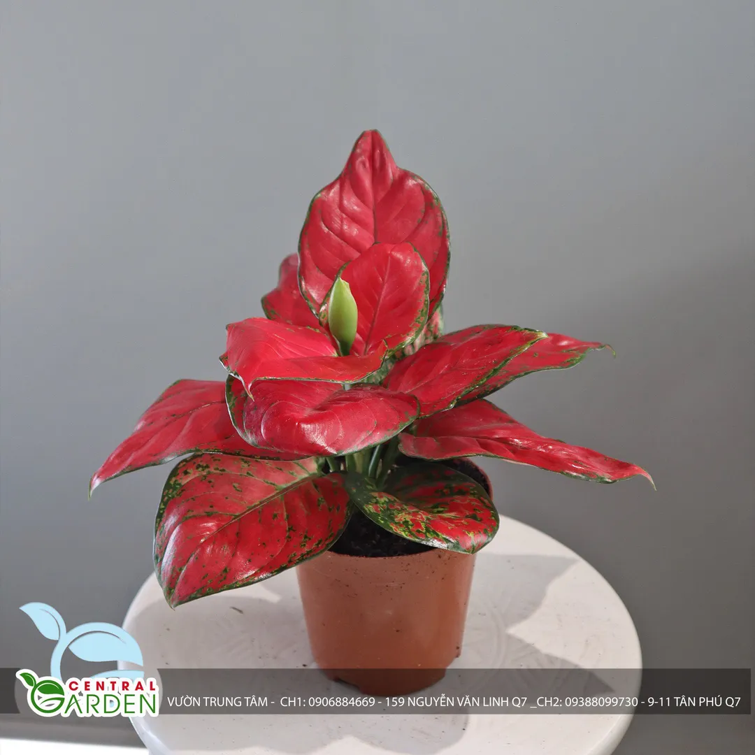 Cây vạn lộc thái nhỏ - Vạn lộc thái để bàn