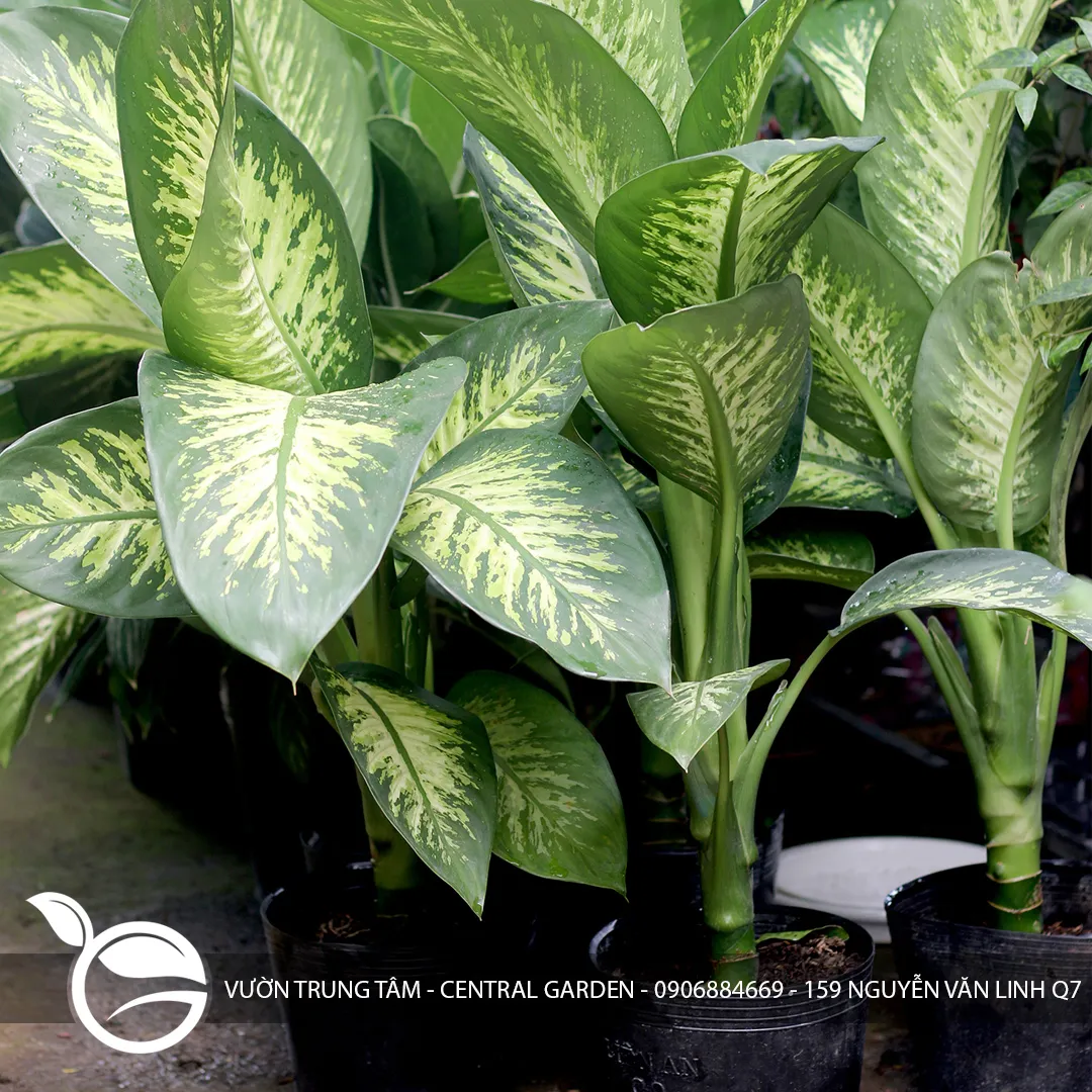 DẠ NIÊN THANH NHỎ