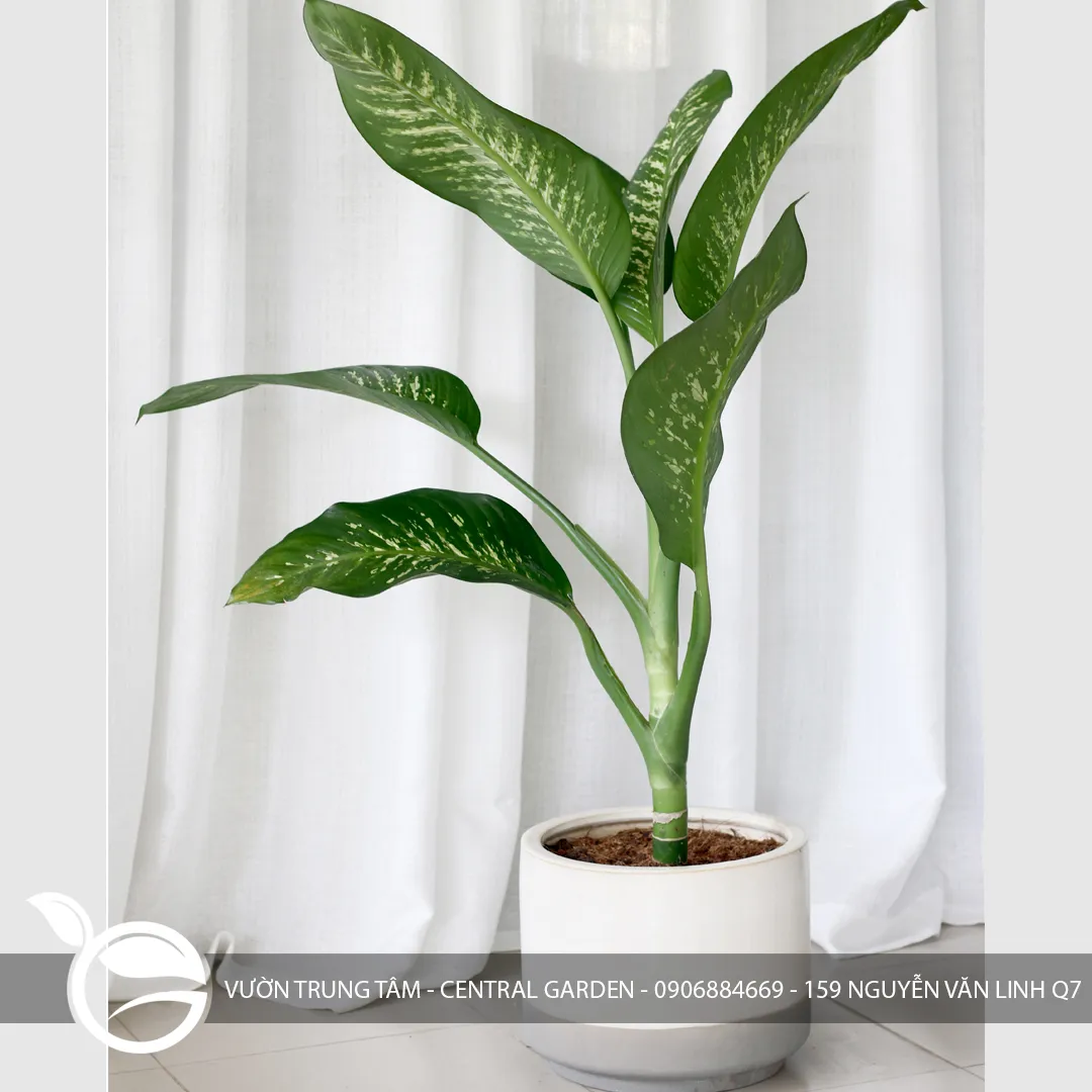 DẠ NIÊN THANH NHỎ