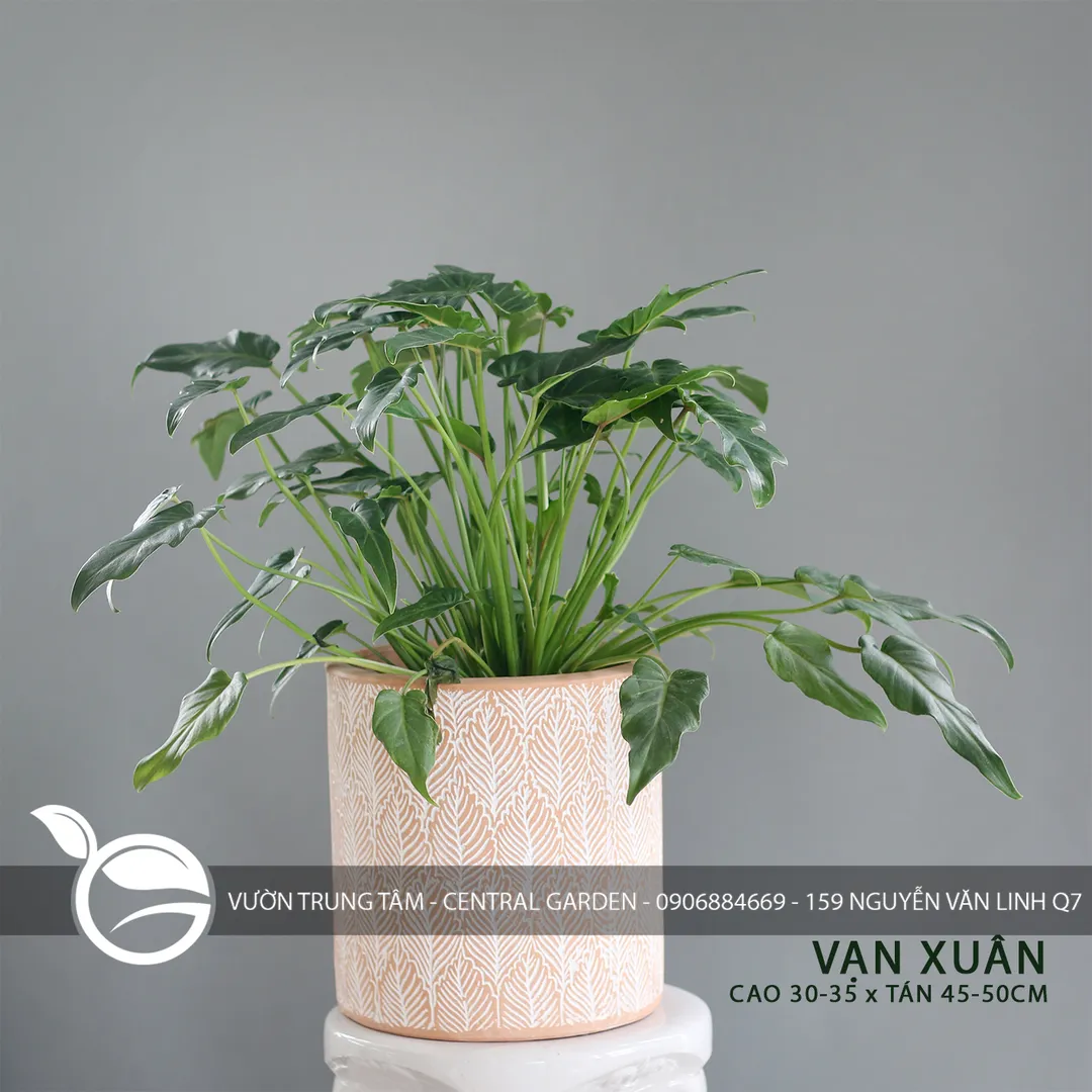 VẠN XUÂN C35 XT45