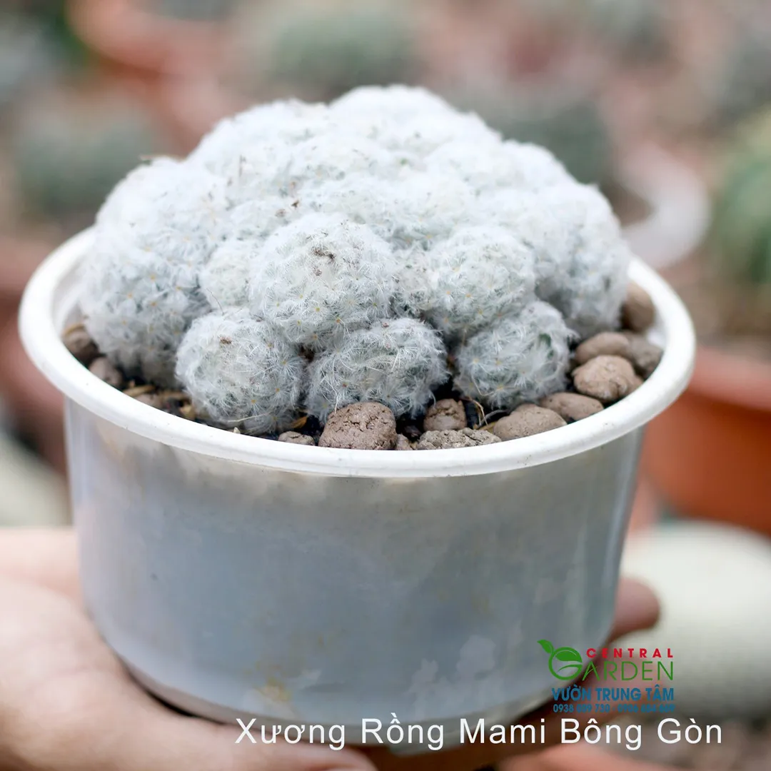 Xương Rồng Bông Gòn