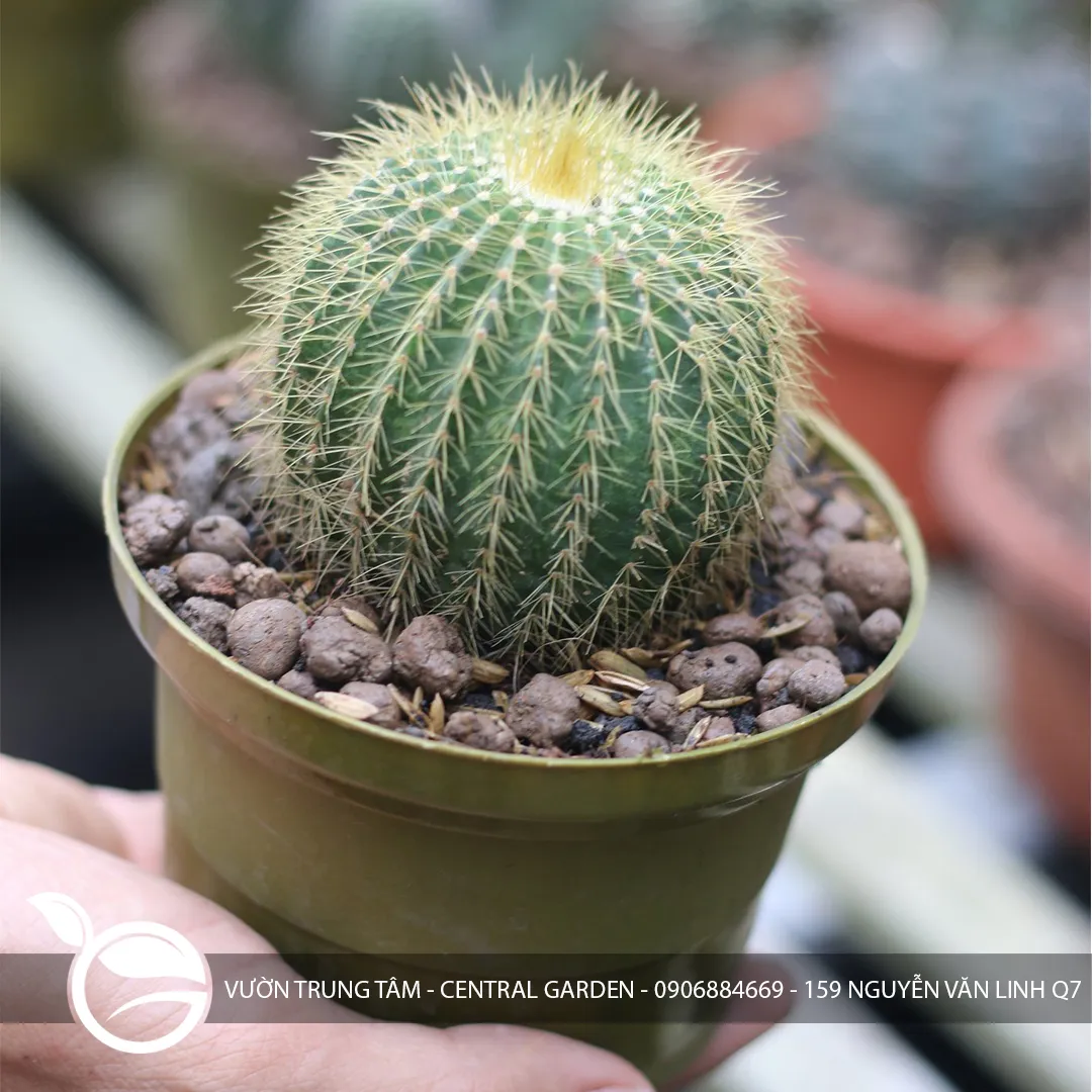 Xương Rồng Bóng Vàng