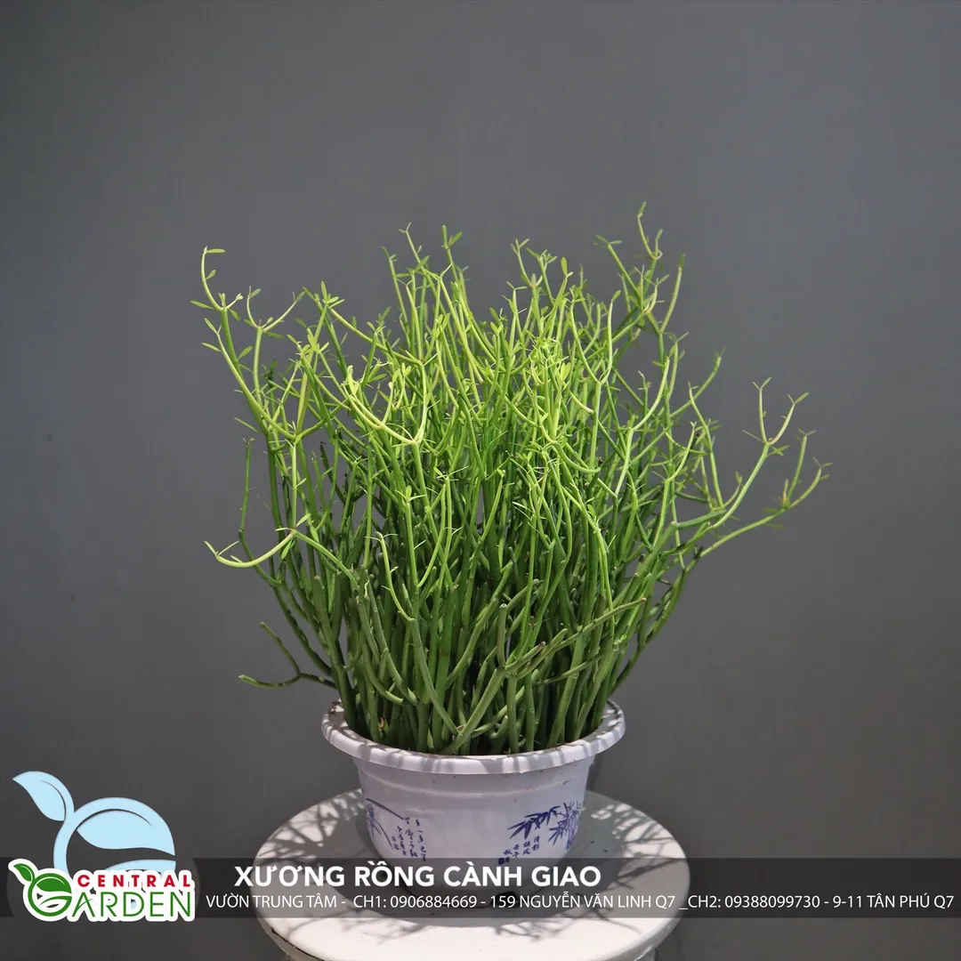 Xương Rồng Cành Giao