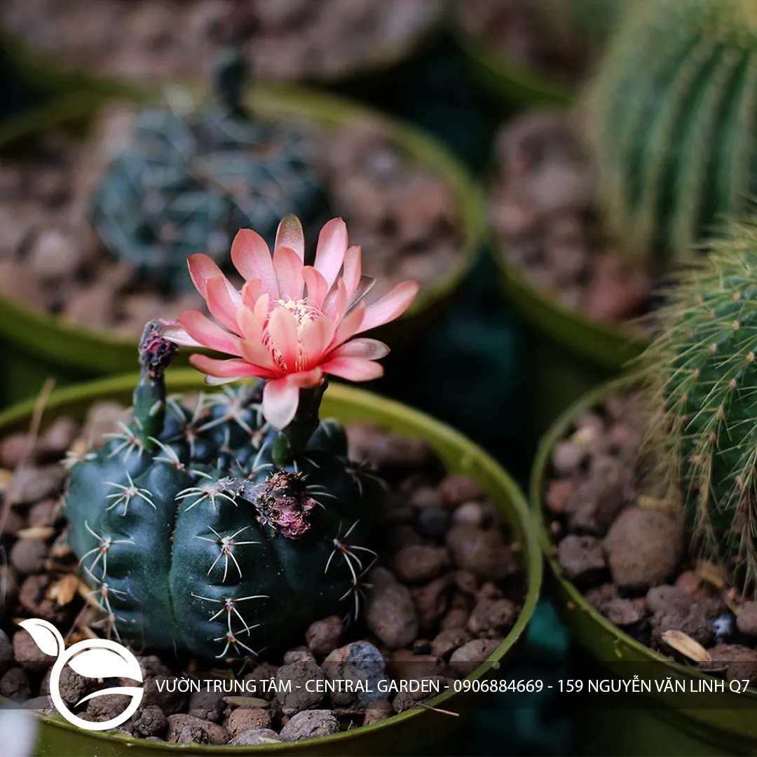 Xương Rồng Gymno