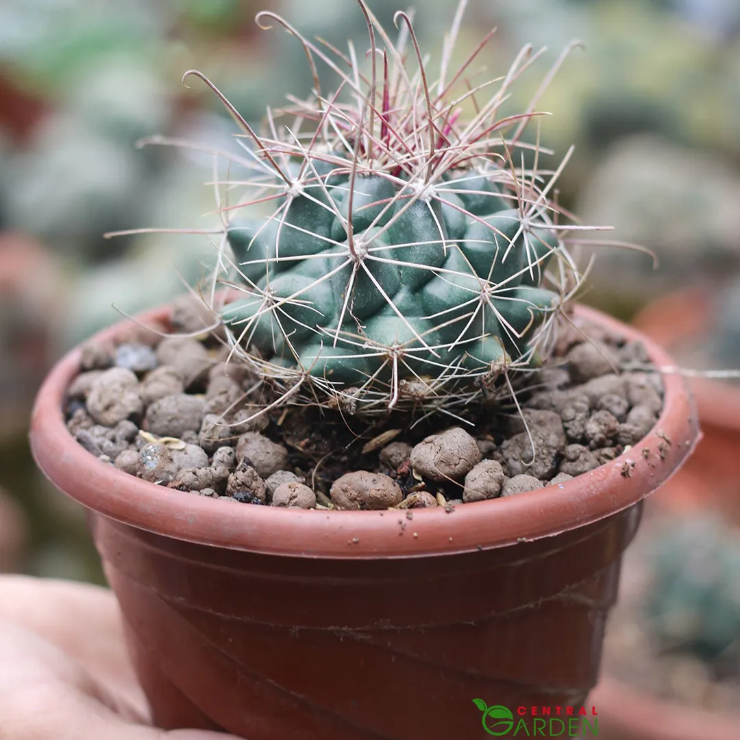 Xương Rồng Móc Câu