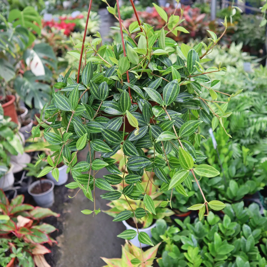 Cây Bình An treo lớn