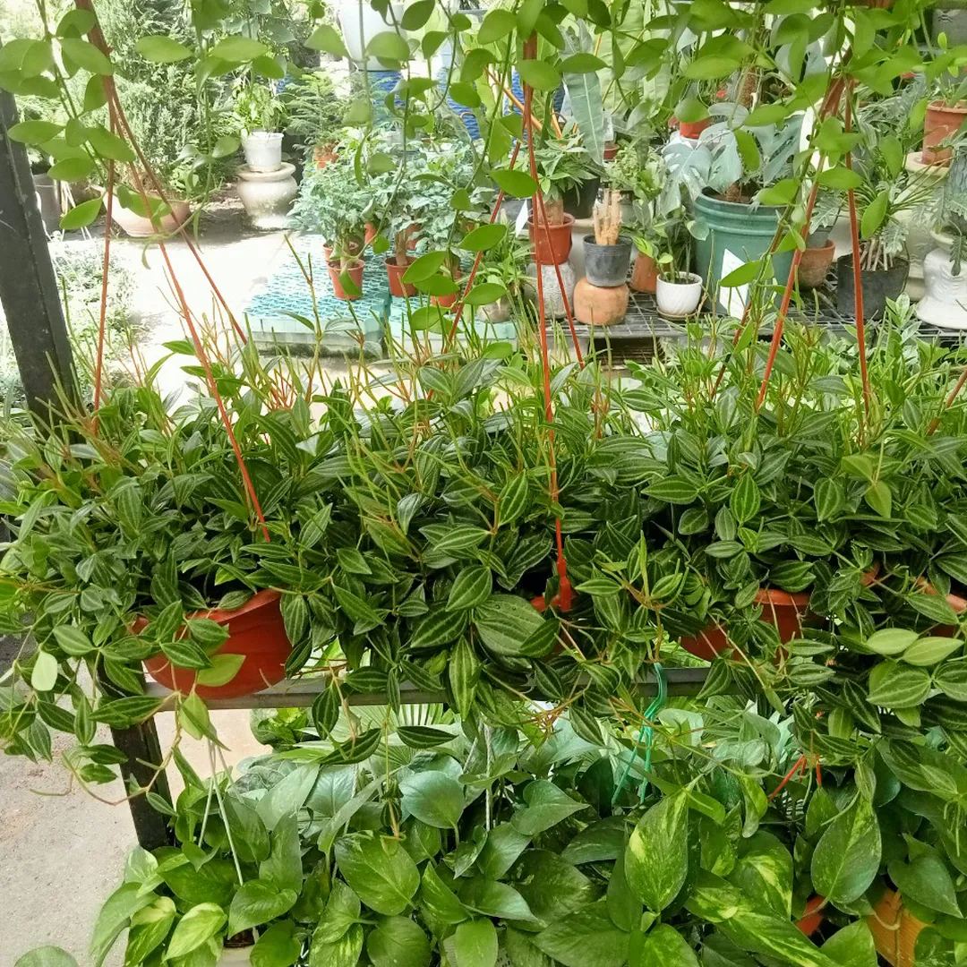 Cây Bình An treo lớn