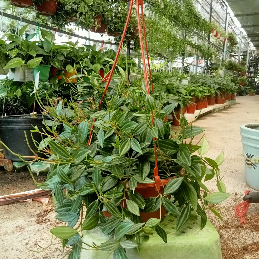Cây Bình An treo lớn